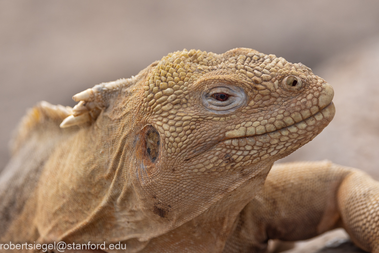 galapagos